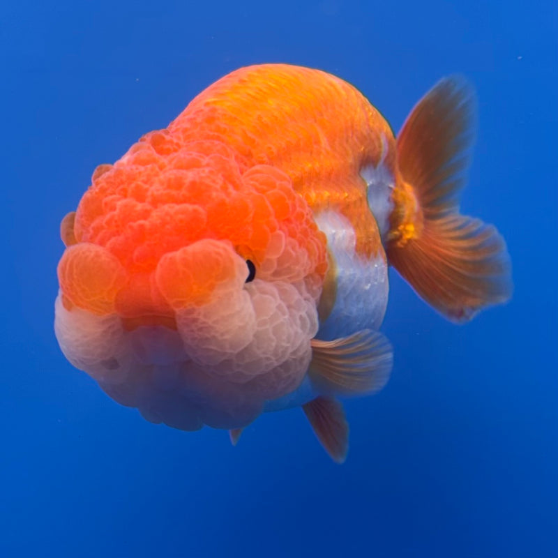 Thai Ranchu Red/White 3.5” Body Male(CK-829)R3A13