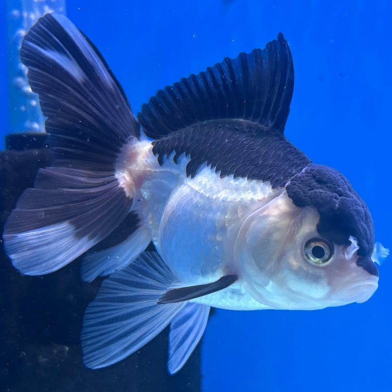 Thai Panda Oranda 3“Body Female (JCD-121)R4B10