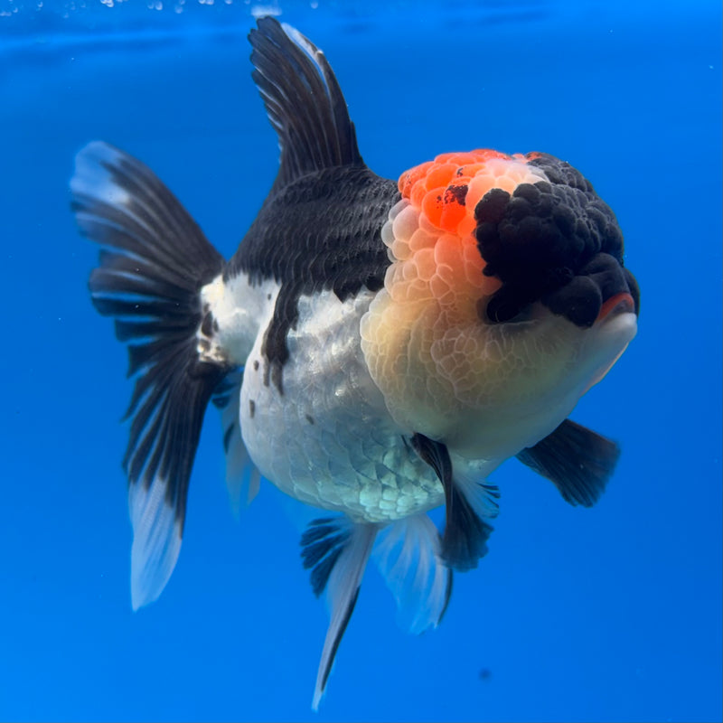 Thai Oranda Tri-Color 3.5” Body Female(CK-913)R1BLUETUB4