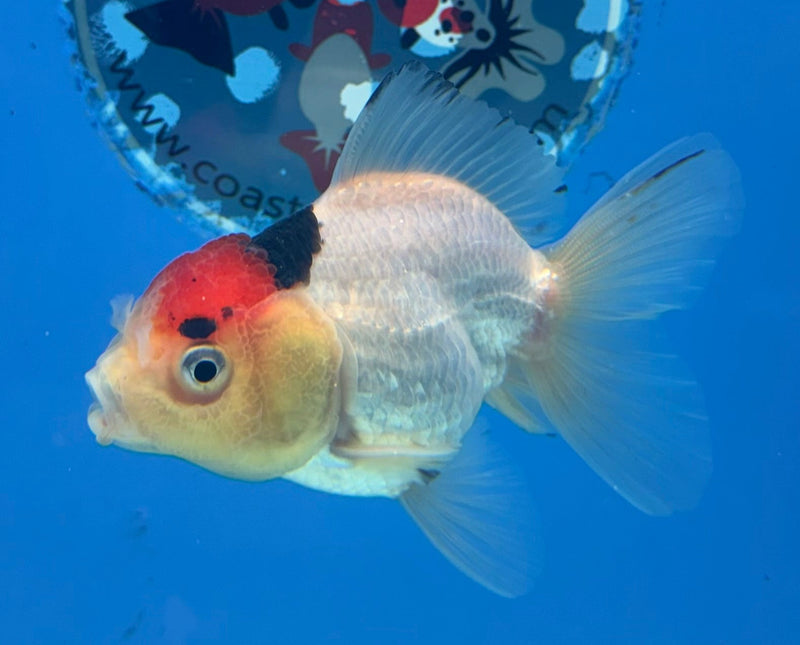 Thai Oranda Tri-Color 2.5” Male (FEB-268)R3A09