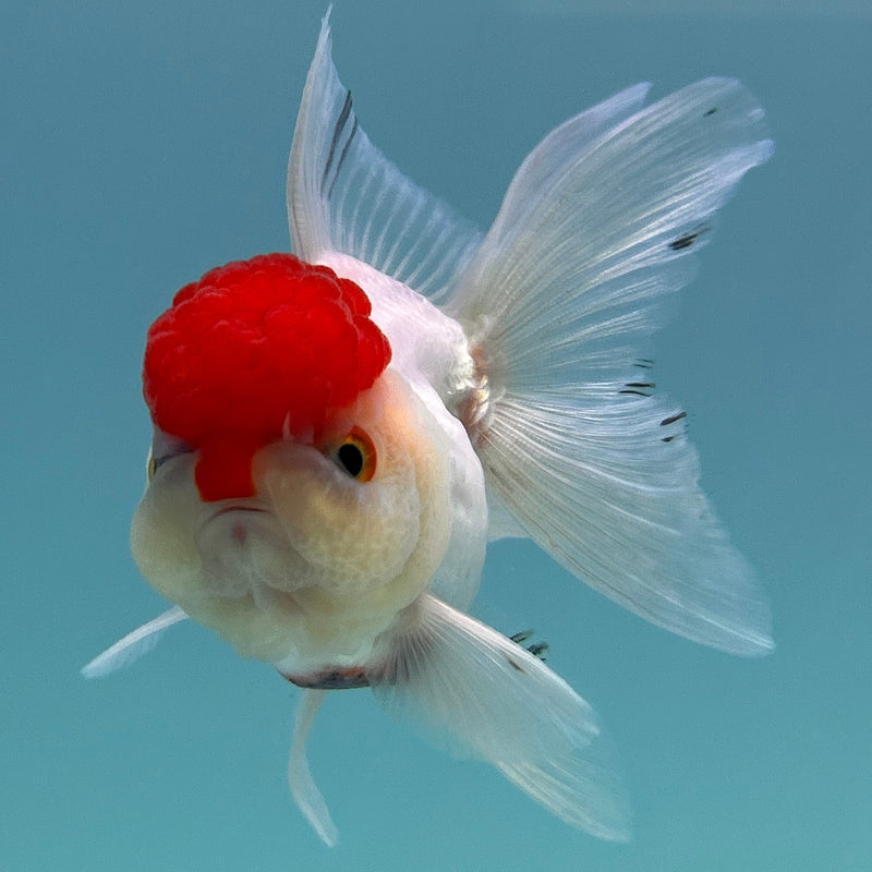 Thai Red-Cap Oranda 2“ Body Male (JCD-132)R4B11