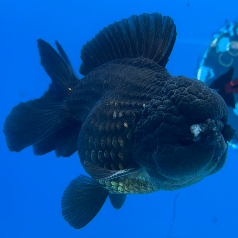 Thai Oranda Full Black 3.5” Body Male(CK-1495)R2B21
