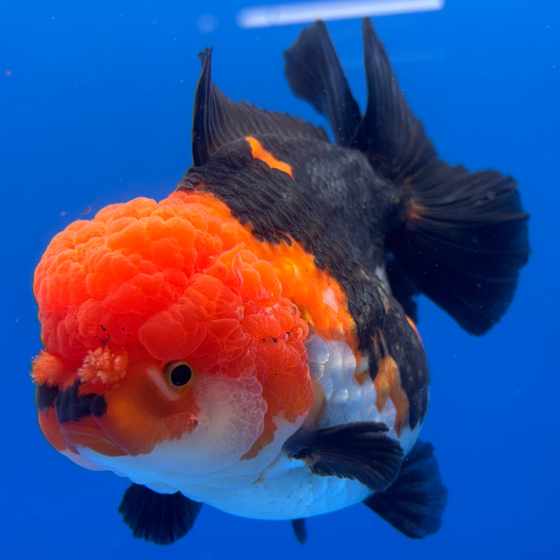 Thai Premium Jumbo Oranda Yuanbao Apache 4.5” Body Female(CK-775)R1BlueTub4