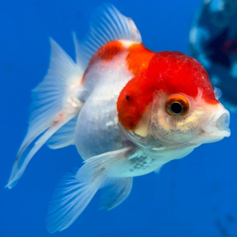 Thai Oranda Red/White 2.5" Female(CK-1529)R3B13