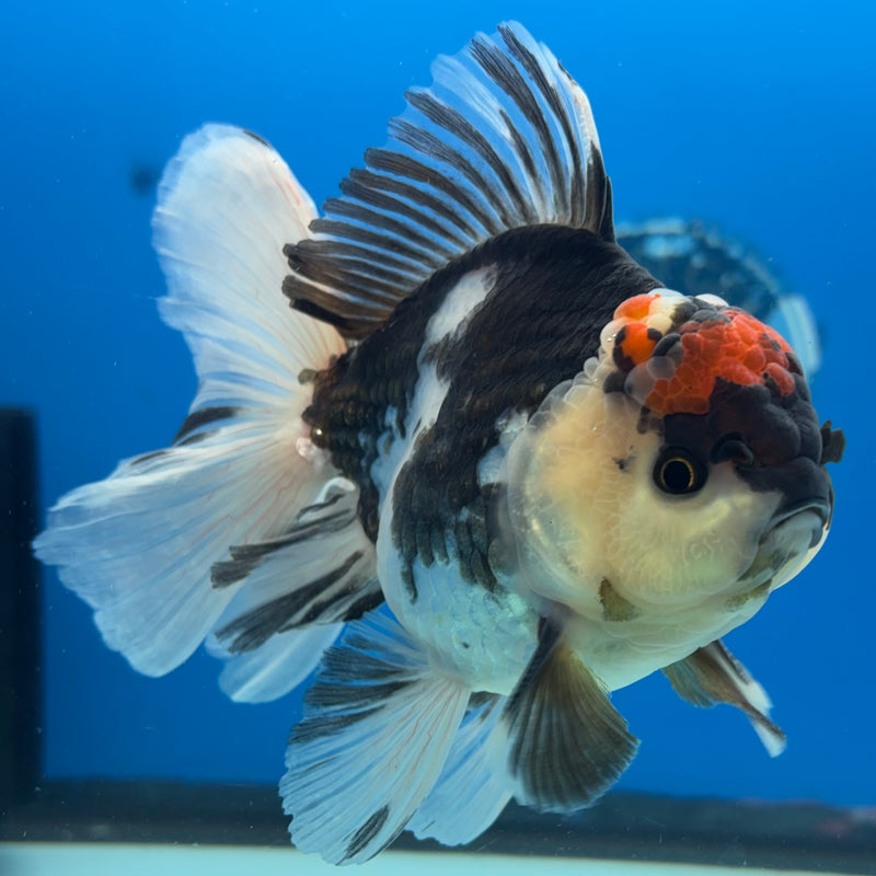 Thai Oranda Tri-Color 3.5” Body Male(CK-1036)SHOWTANK2