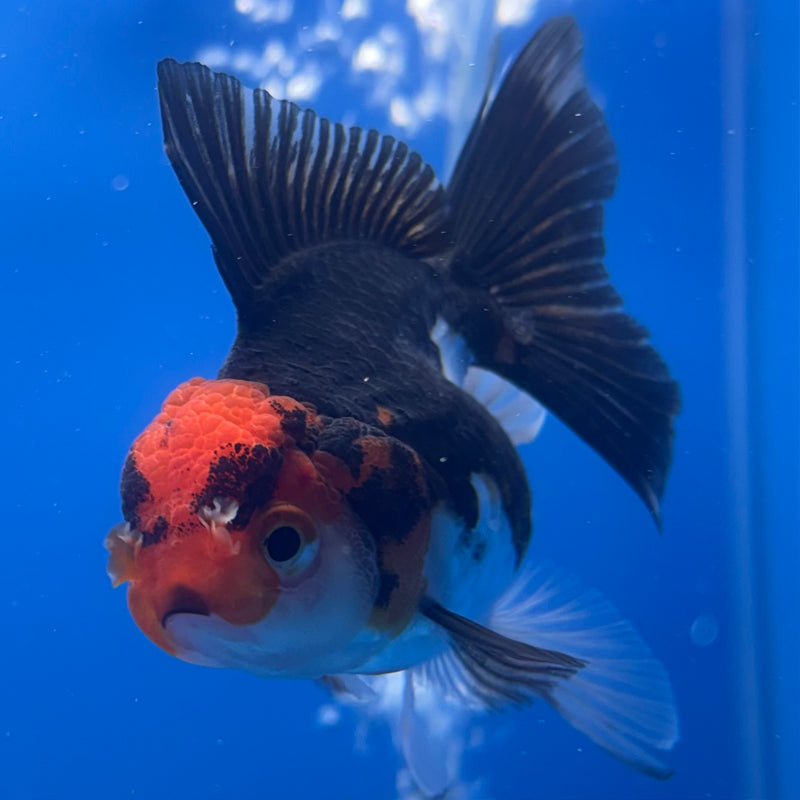 Thai Oranda Apache 2.5” Body Female(CK-1261)R3B11