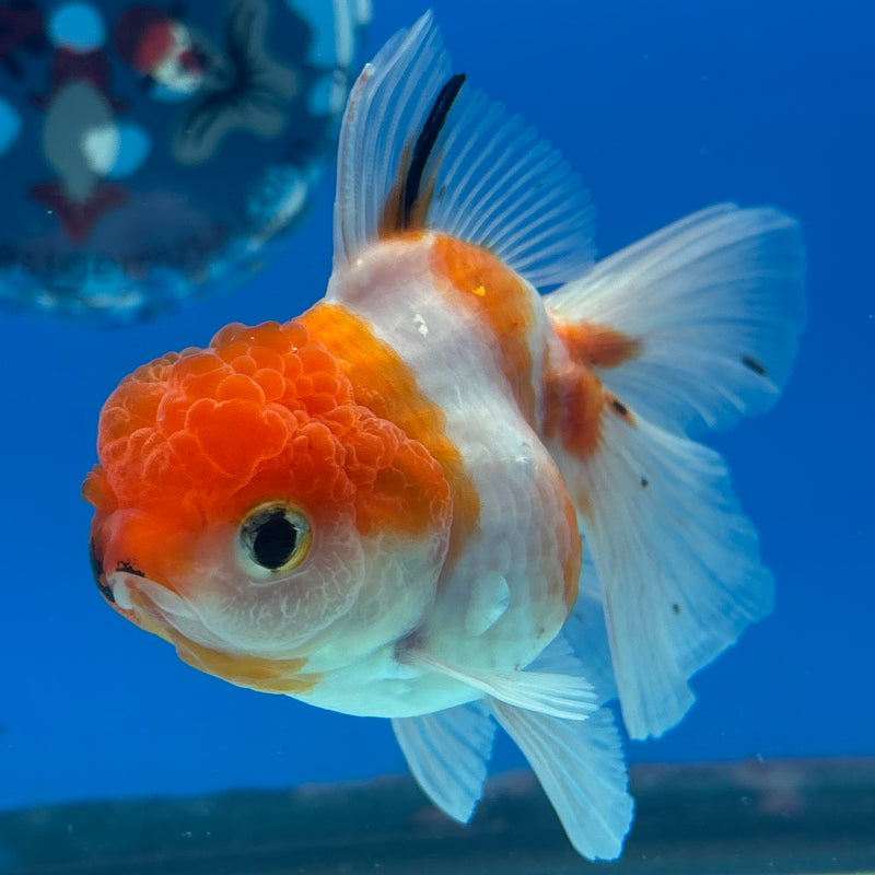 Thai Oranda Tri-Color Calico 3” Body Female(CK-961)R3B12