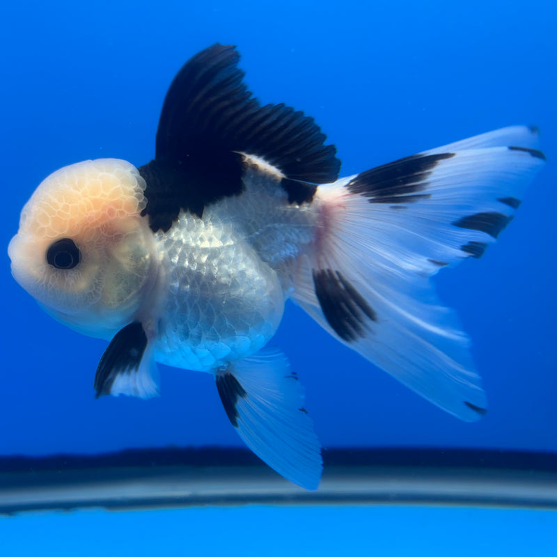 Thai Oranda Panda 3” Body Male(CK-1380)R1B11