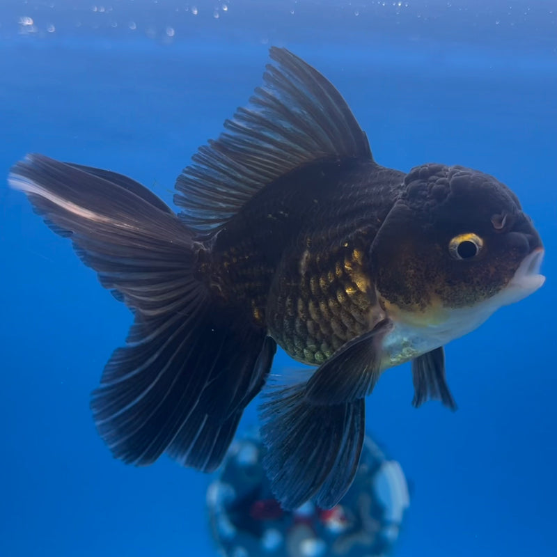 Thai Oranda Black Body Red Cap/Tri-Color 2.5” Body Male(CK-1296)R3B19