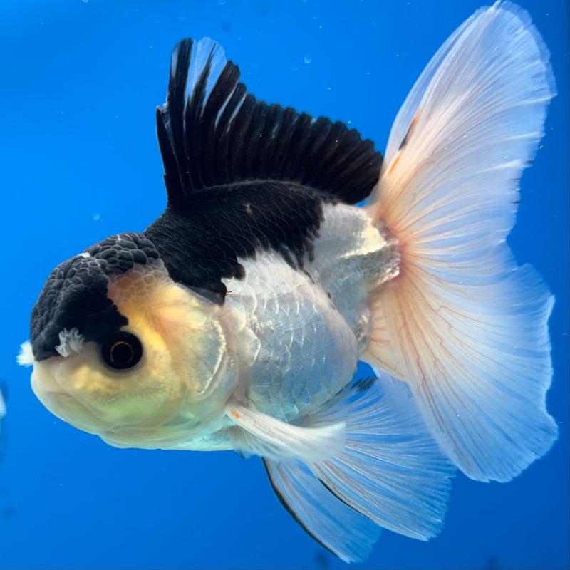 Thai Oranda Panda 3.5” Body Male(CK-926)R1BLUETUB4