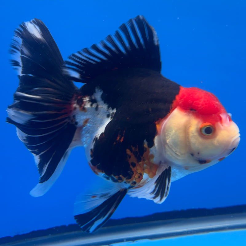 Thai Oranda JUMBO Tri-Color 4” Body Female(QGF-CK-1325)BLUETUB1