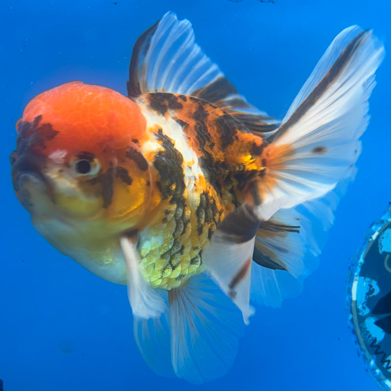 Thai Oranda Tri-Color Calico Tiger 4” Body Male(CK-1361)SHOWTANK2