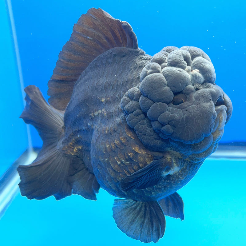 Thai Oranda JUMBO Full Black 4.5” Body Male(CRP-CK-649)R1BLUETUB2