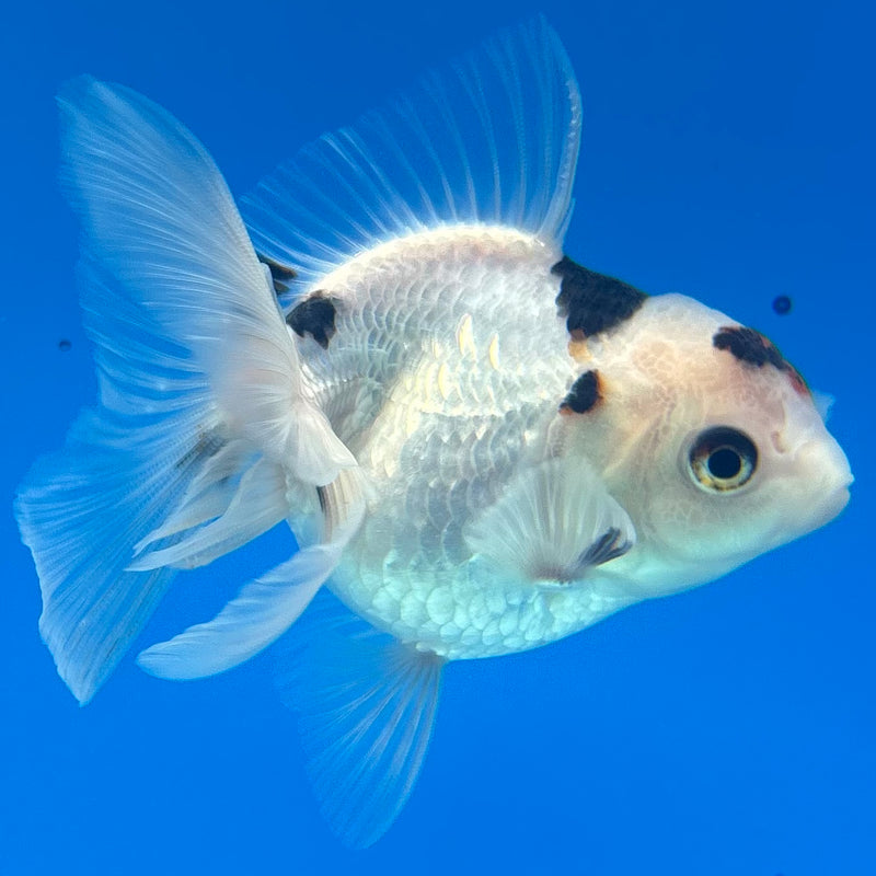 Thai Oranda Panda 2.5” Body Female(CK-1291)R3B01
