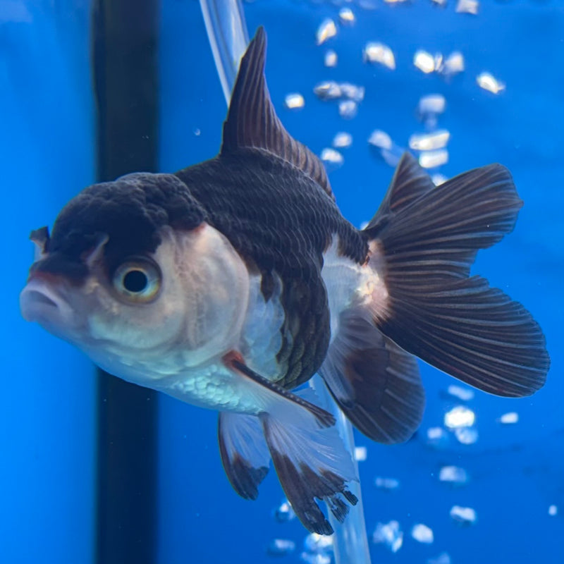 Thai Oranda Panda 2” Body Male(CK-1280)R3B03