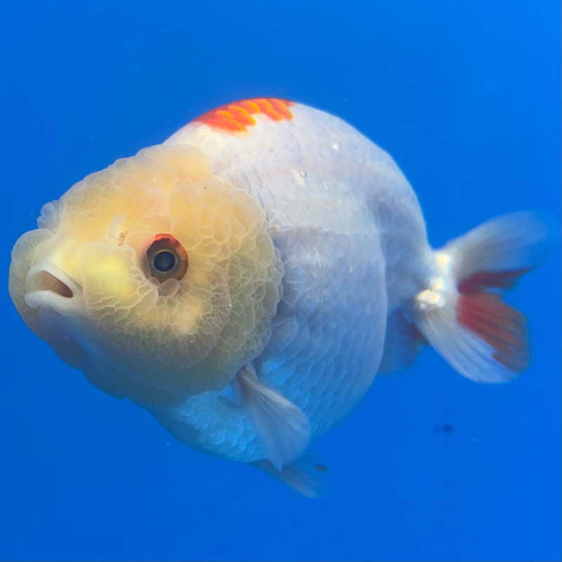 Thai Ranchu Red/White Lemon Head 4” Body Male(CK-1469)R2A04