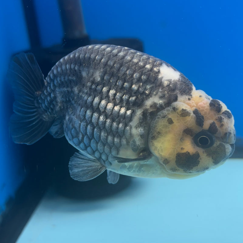 Thai Ranchu Dark Calico 3.5" Body Male(CK-892)R1A11