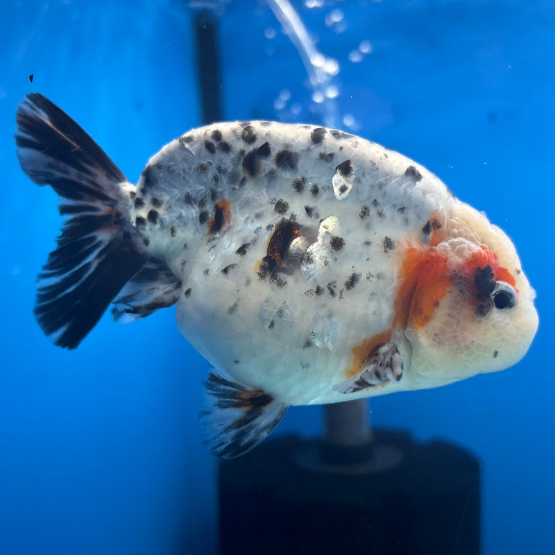 Thai Ranchu Tri-Color Calico 3.5” Body Male(CK-937)R2C03