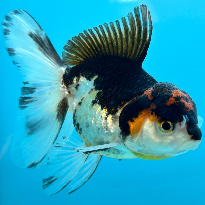 Thai Tri-Color Oranda 2.5”Body Female (JCD-089)R4B03