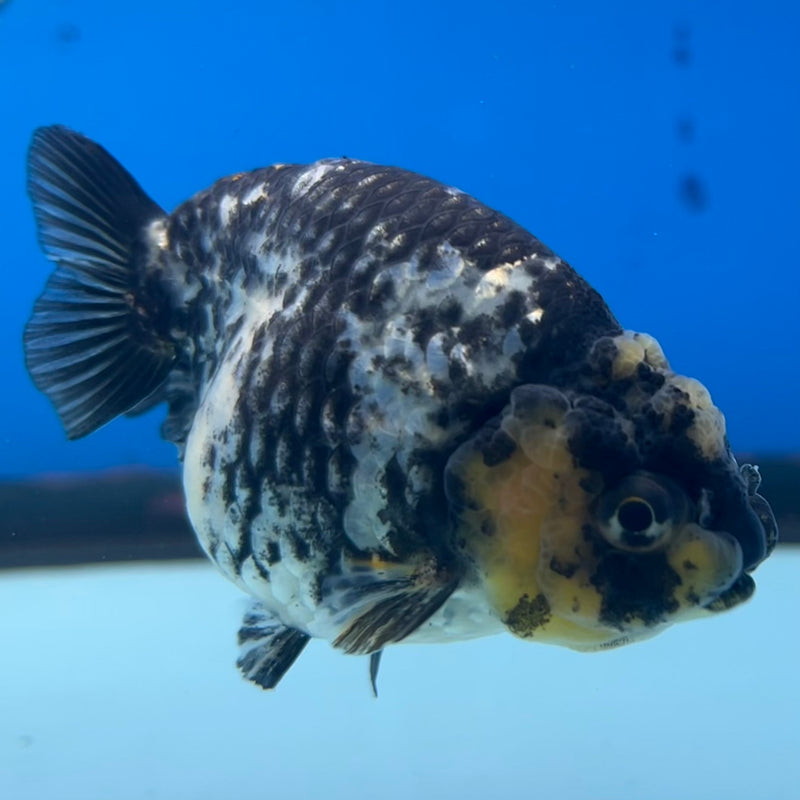 Thai Ranchu Lemon Head Granite Calico 3” Body Male(CK-1384)R1A09