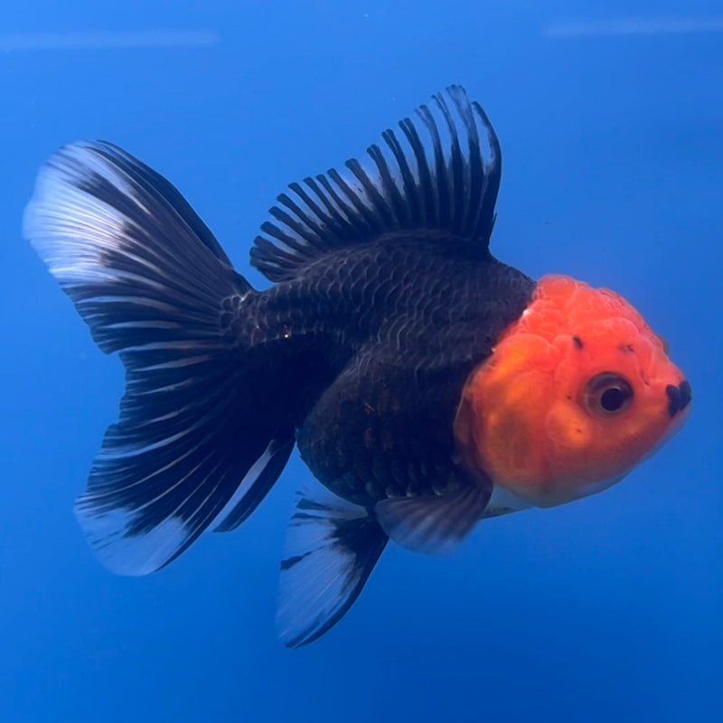 Thai Oranda Apache 2.5” Body Male(CK-666)R1B08