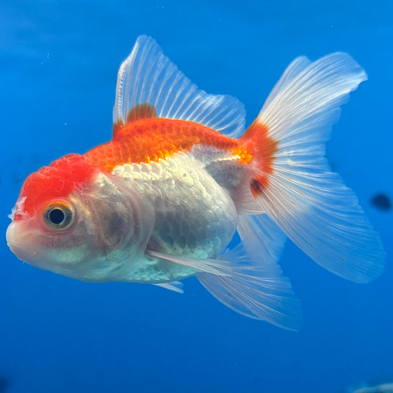Thai Oranda Red/White 2” Body Female(CK-1268)R3B06