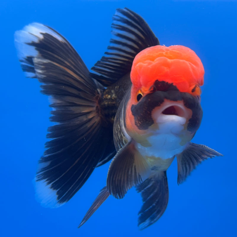 Thai Oranda Apache 3” Body Male(CK-725)R1A02