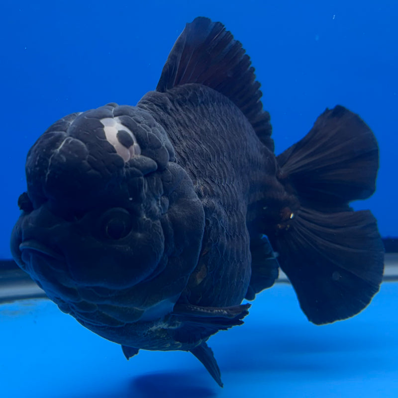 Thai Oranda JUMBO Full Black 4.5” Body Male(QGF-CK-1346)BLUETUB1