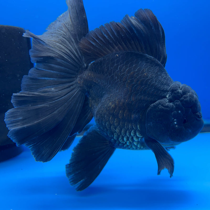 Thai Oranda Full Black 3.5” Body Male(CK-620)R1B02