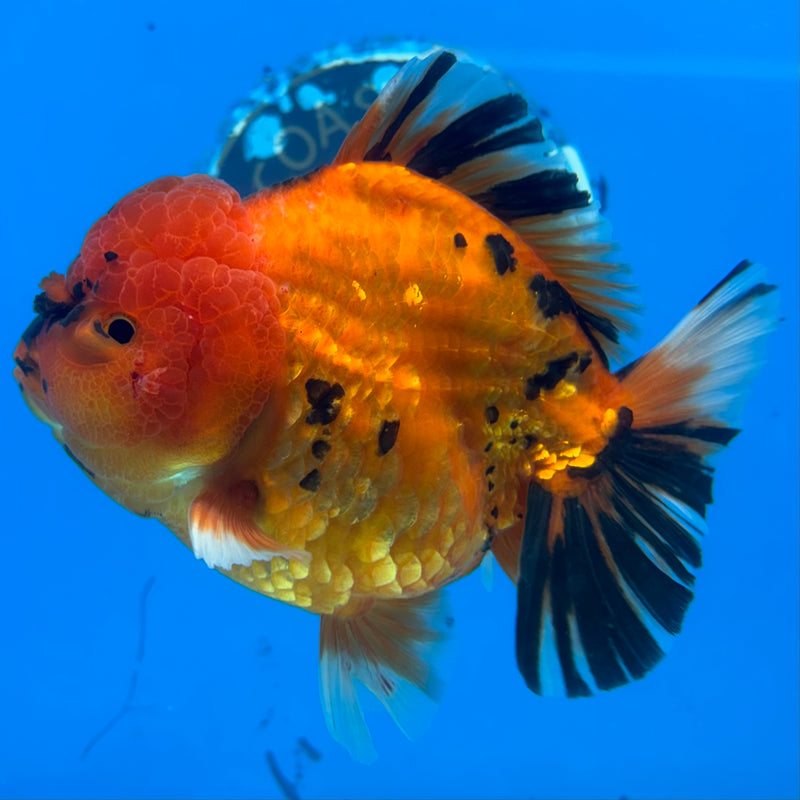 Thai Oranda Calico Tiger 3.5” Body Male(CK-1511)BLUETUB-D