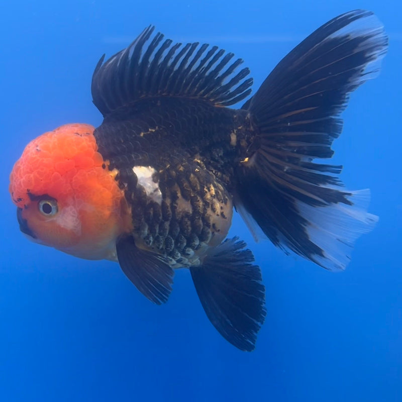 Thai Oranda Apache 3” Body Female(CK-671)R1B08