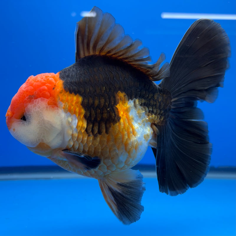 Thai Oranda NOK AA Medium Breed Peacock Tail Apache 4” Body Male(CK-803)R1A08