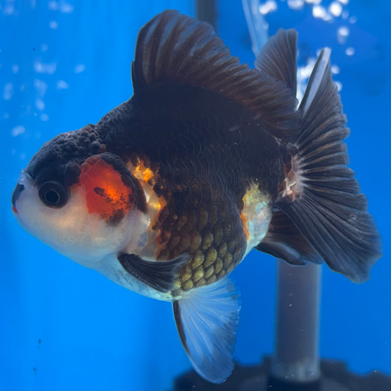 Thai Oranda NOK Apache/Tri-Color 3” Body Male(NOK-CK-1172)R3B18