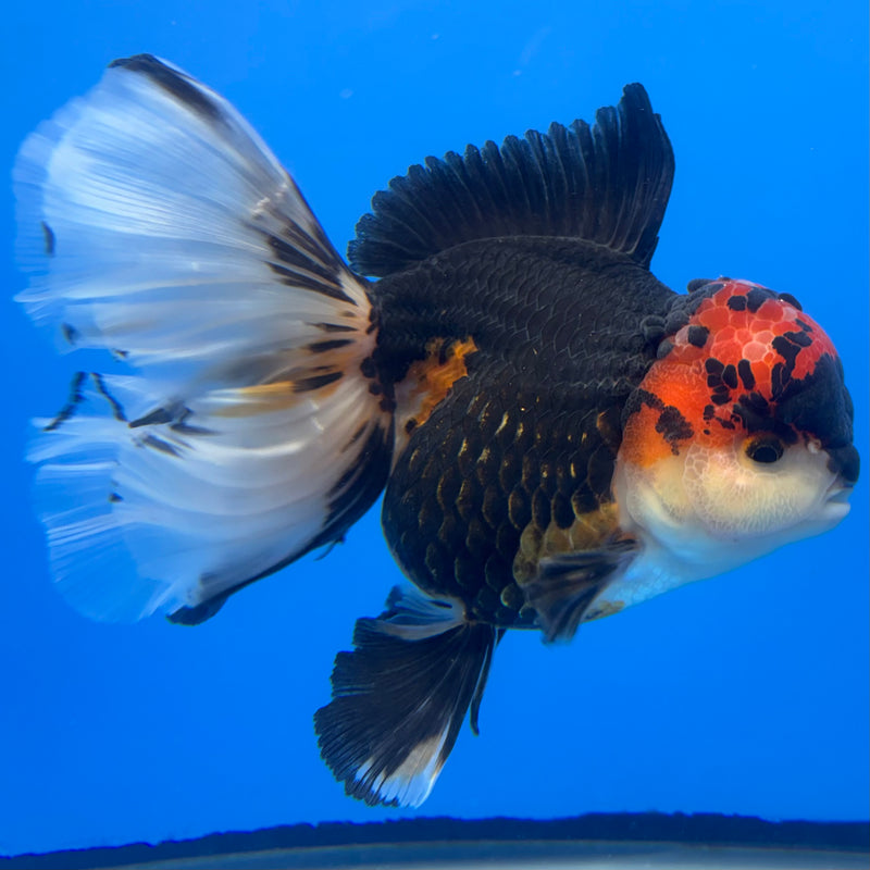 Thai Oranda NOK AA Medium Breed Peacock Tail Apache 4” Body Female(CK-802)R1A08