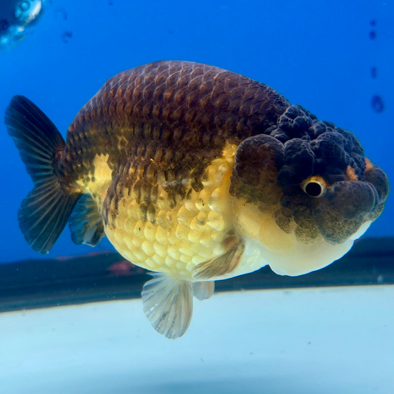 Thai Ranchu SPECIAL COLOR Apache 3.5” Body Male(CK-1109)R1A04