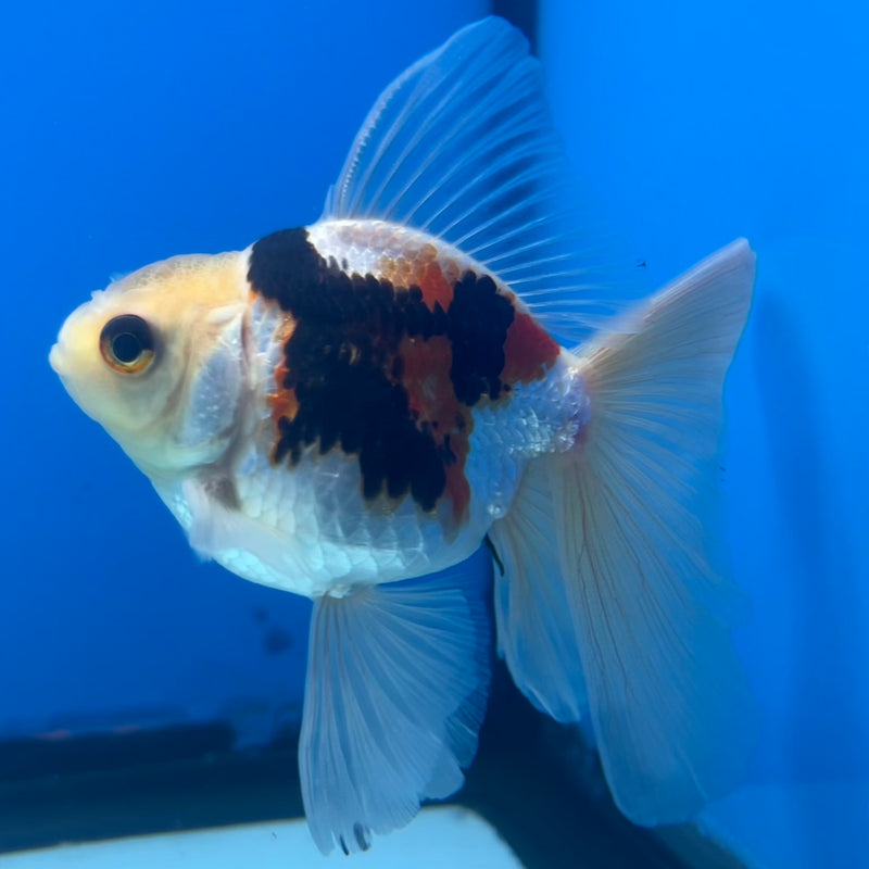 Thai Oranda Tri-Color 2.5” Body Male(CK-1421)R3B19