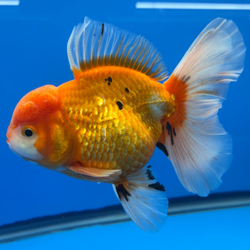 Thai Oranda Red/White 4” Body Male(CK-814)R1A03