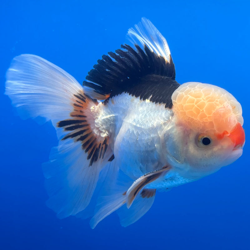 Thai Oranda JUMBO Tri-Color 4” Body Male(CK-1371)R1B12