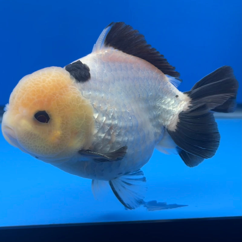 Thai Premium Oranda Yuanbao Lemon Head Panda 4” Body Male(CK-753)R1BlueTub4