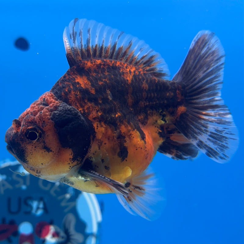 Thai Oranda SHOGUN 3” Body Male(CK-1160)R3A09