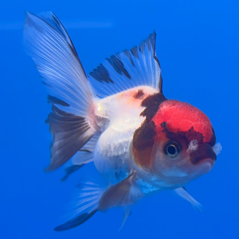 Thai Oranda Tri-Color 2” Body Female(CK-1313)R3B13