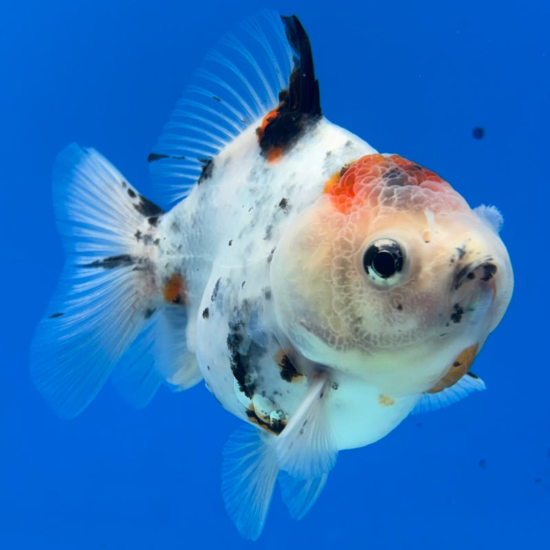 Thai Oranda Calico Yuanbao by SHOGUN 3” Body Male(CK-1167)R3A06
