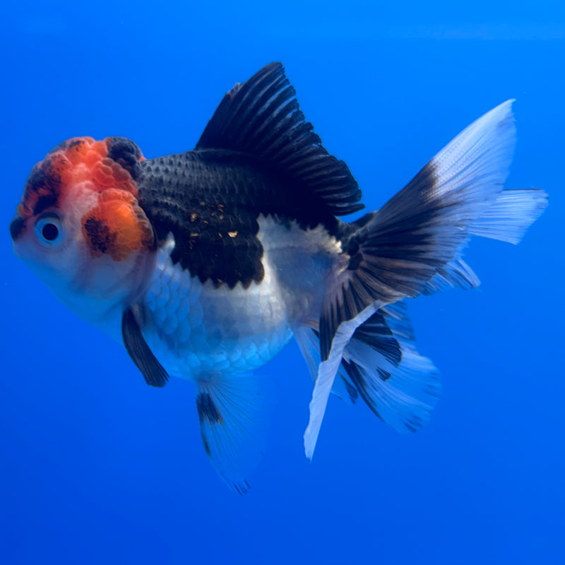 Thai Oranda Tri-Color 2.5” Body Female(CK-1239)R3B12
