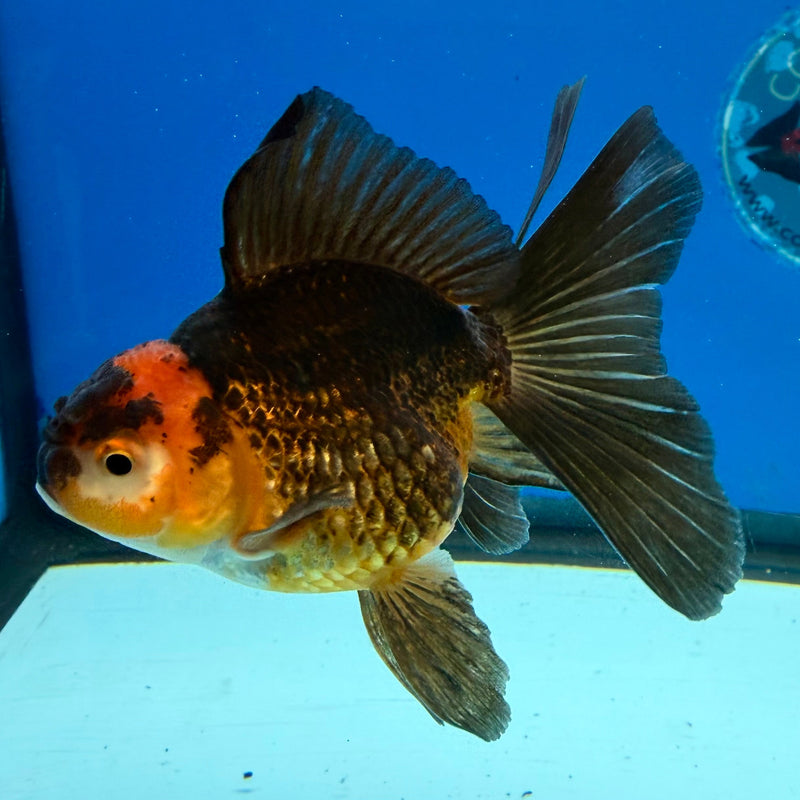 Thai Oranda Apache 3in Female (FEB-324)R2B07