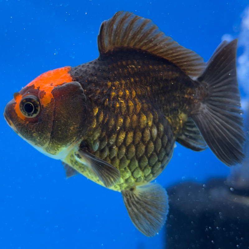 Thai Oranda Black Body Red Cap 2.5" Female (CK-1547)R3A16