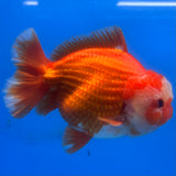 Thai Oranda Red/White 4” Body Male(CK-1443)R2A12
