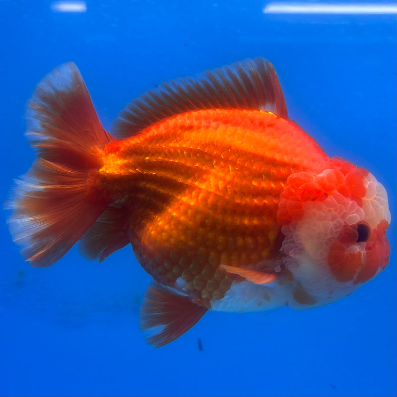 Thai Oranda Red/White 4” Body Male(CK-1443)BLUETUB2