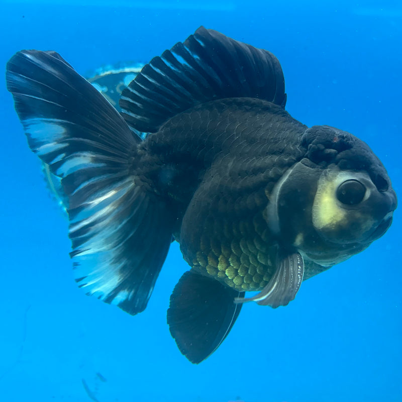 Thai Oranda Panda 4” Body Male(CK-1490)R2B19