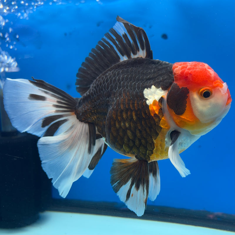 Thai Oranda JUMBO Apache 4.5” Body Male(CK-1362)SHOWTANK2