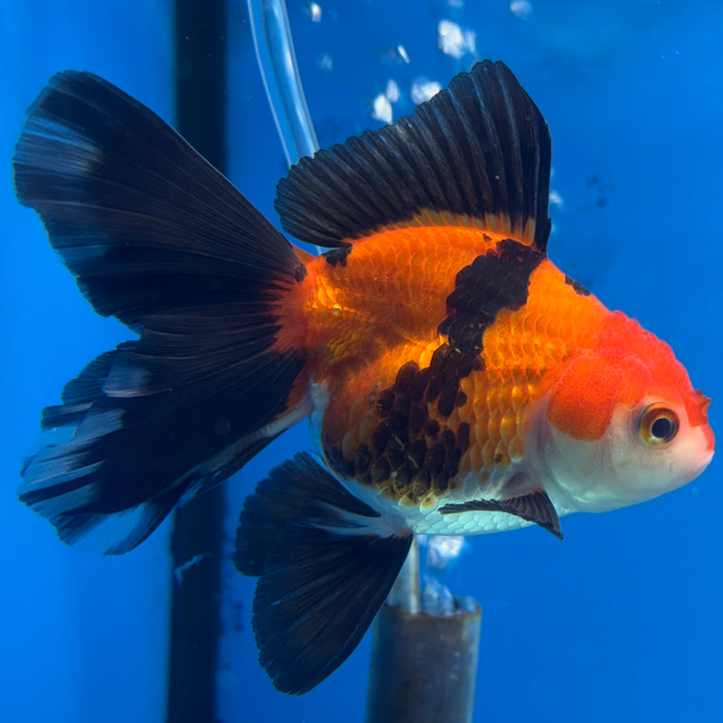 Thai Oranda Apache 2.5” Body Female(CK-861)R3B16
